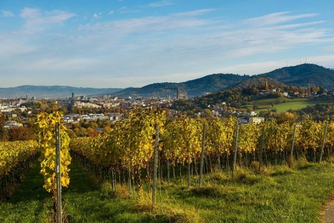 Vineyard in autumn