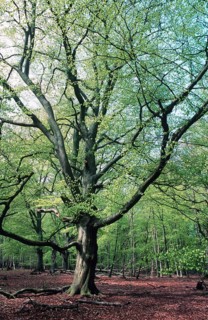 Darsswald