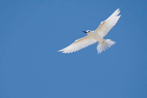 White tern