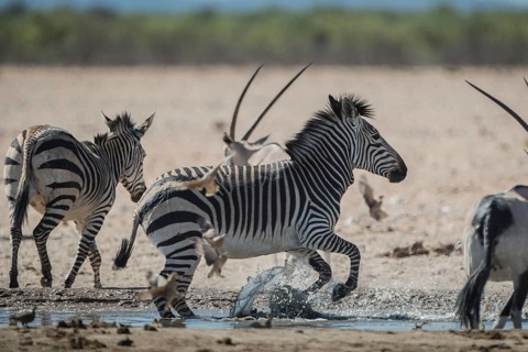 Hartmann's mountain zebra