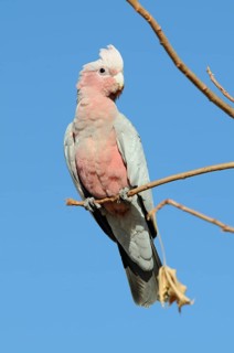 Pink Cockatoo