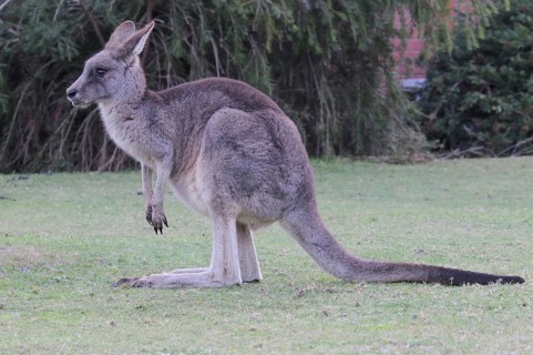 Eastern grey kangaroo