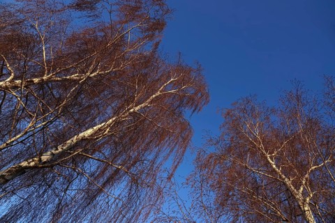 Trees