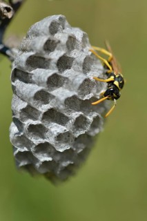 European paper wasp