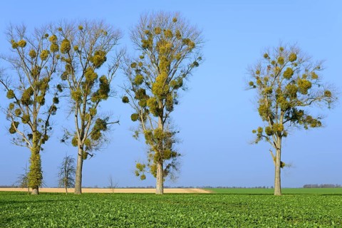 Poplar