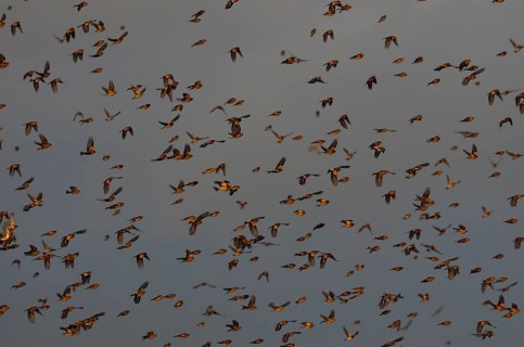 Brambling