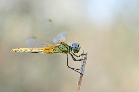 Red-veined darter