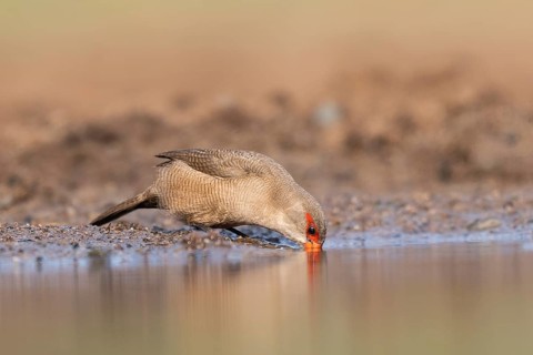 Common waxbill