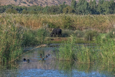 Marshes