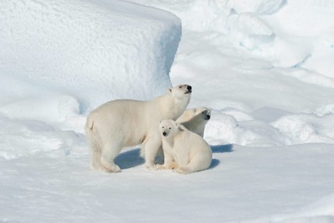 Polar bear