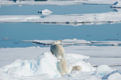 Polar bear