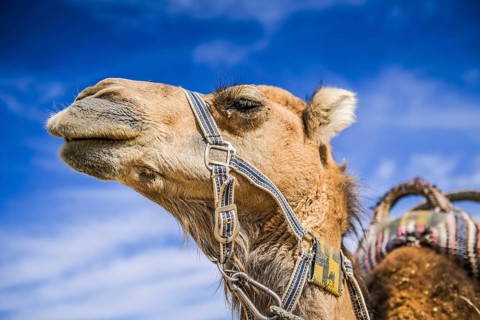 Camel as a mount rests in the Negev desert