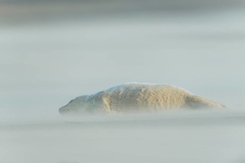 Grey Seal