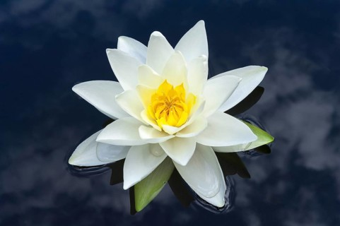 Flowering european white water lily