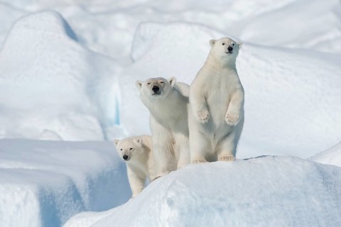 Polar bear