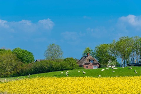 Reed house on a dwelling mound
