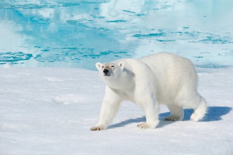Polar bear