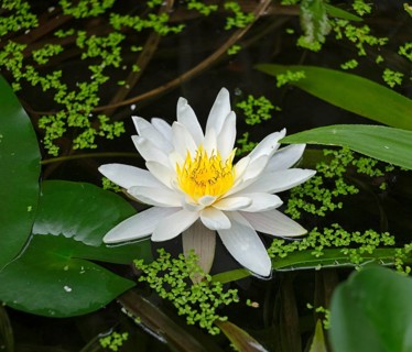 Water lily blossom