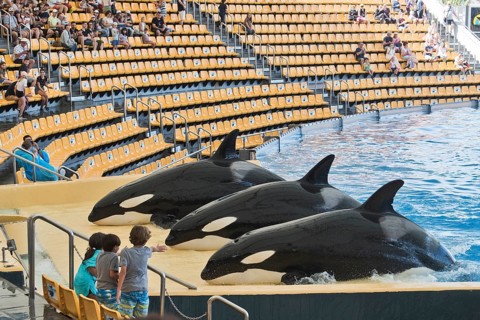 Killer whale