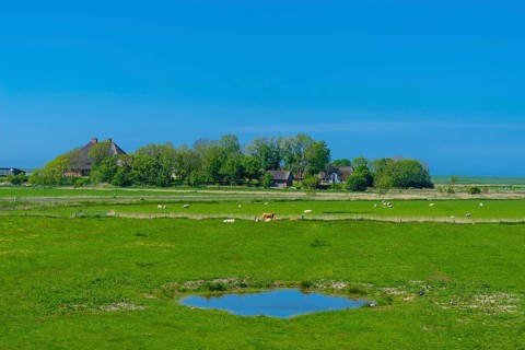 Wind-sheltered houses with thatched roofs