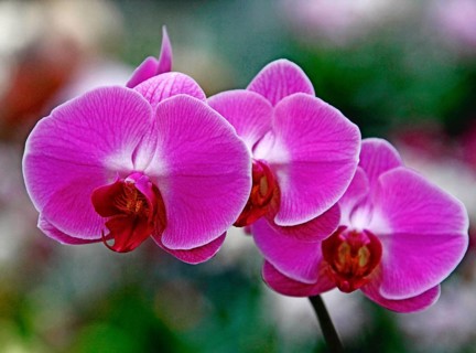 Phalaenopsis
