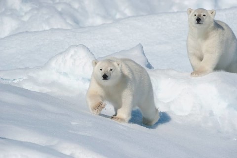 Polar bear