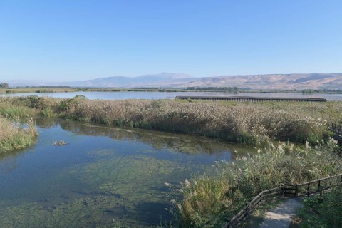 Marshes