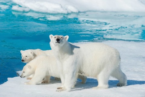 Polar bear