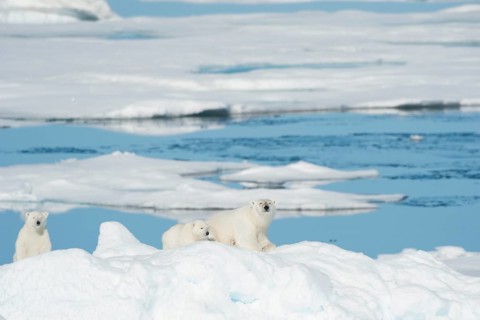 Polar bear