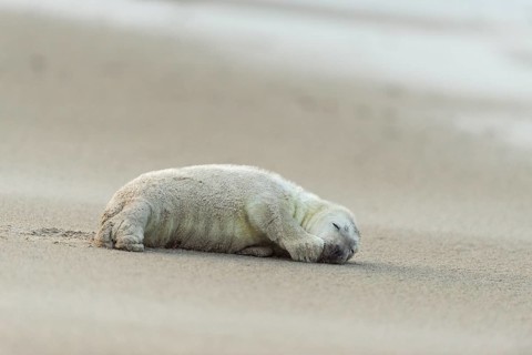 Grey Seal