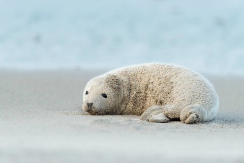 Grey Seal