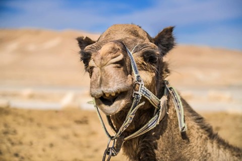 Camel as a mount rests in the Negev desert