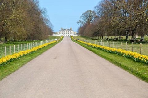 Daffodils line driveway to Ipswich Girls School