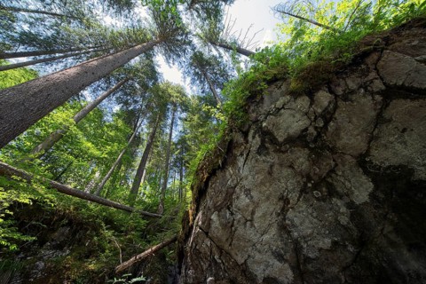 Magic forest near Ramsau