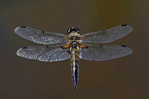 Four-spotted dragonfly