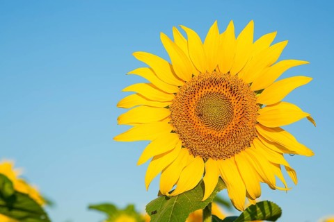 Single flower of sunflower