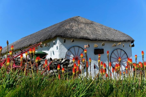 Kniphofias