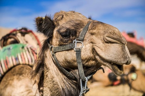 Camel as a mount rests in the Negev desert