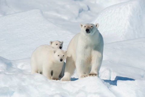 Polar bear