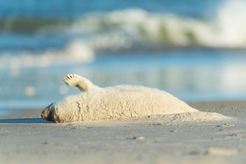 Grey Seal