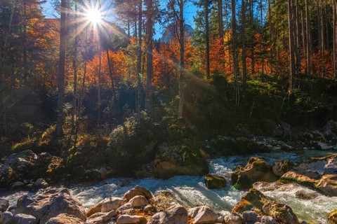 Autumn atmosphere in the magic forest