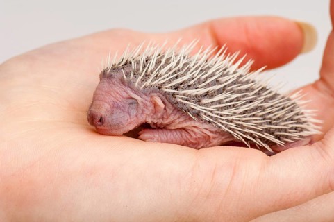 European european hedgehog