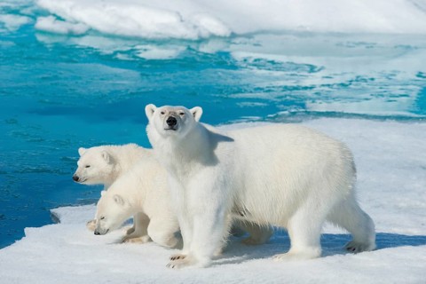 Polar bear