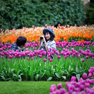 Tourists among purple tulips