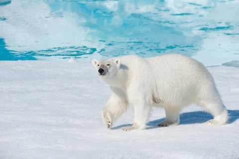 Polar bear