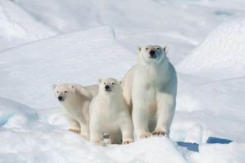 Polar bear