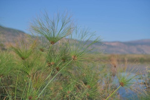 Papyrus sedge