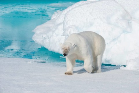Polar bear