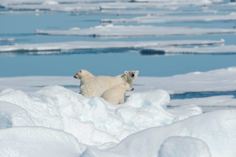 Polar bear