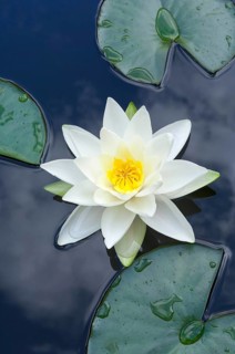 Flowering european white water lily